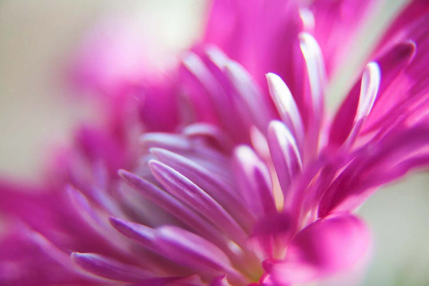 Mastering Color - The Psychology Of The Color Purple And Its Use In Photography