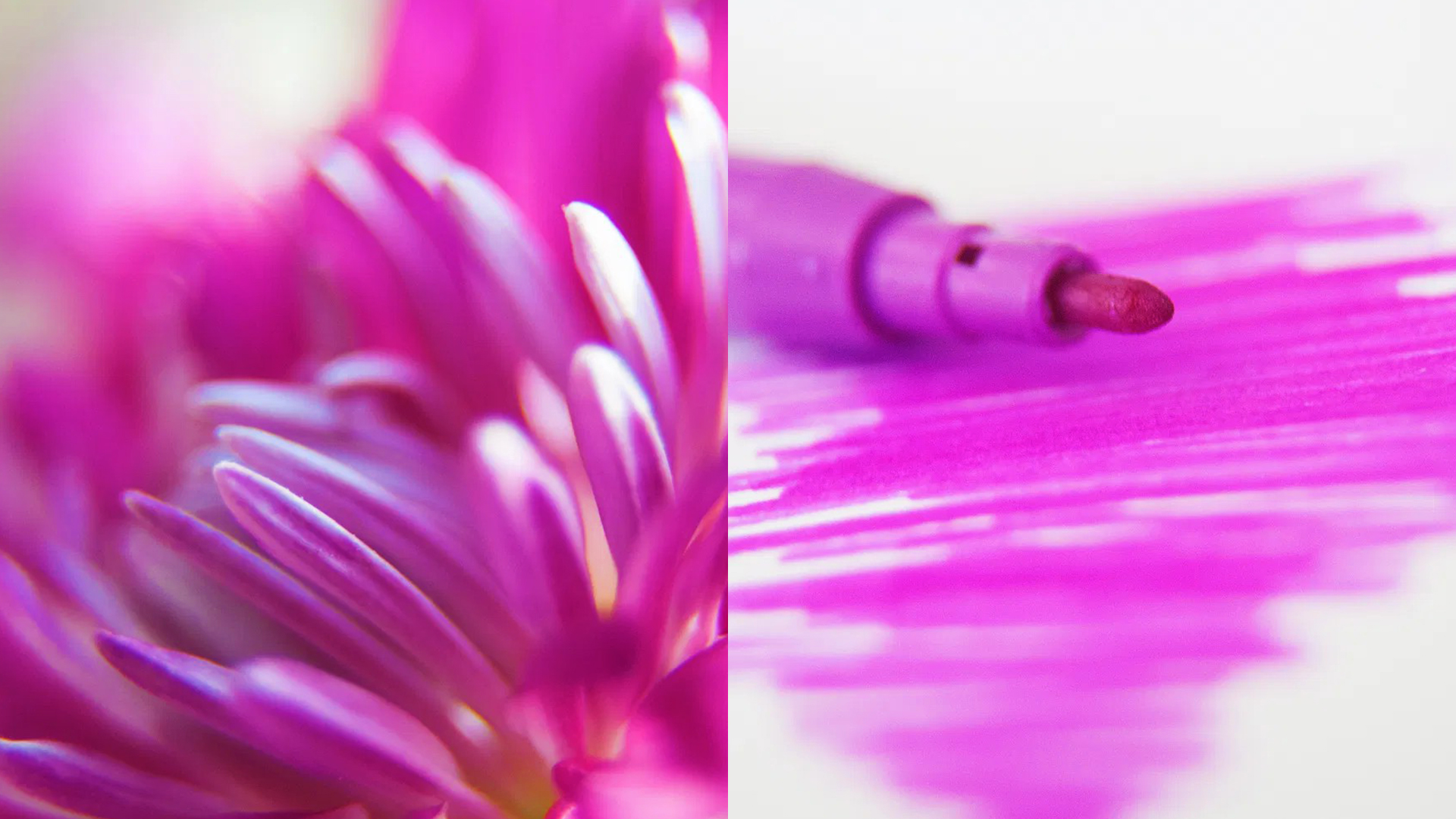 Mastering Color - The Psychology Of The Color Purple And Its Use In Photography
