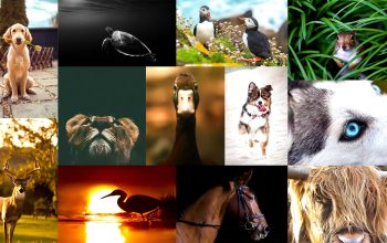 30 Unique Animal Photography Examples To Inspire You