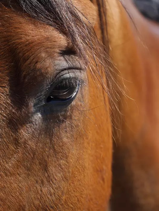 15 Tips For Taking Beautiful Horse Photography