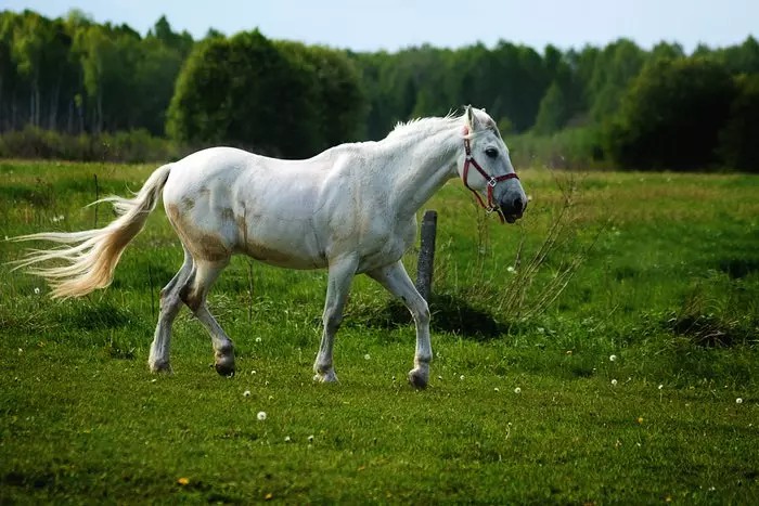 15 Tips For Taking Beautiful Horse Photography