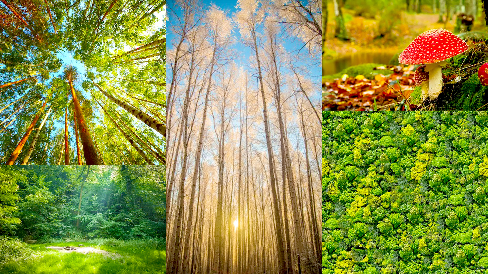 14 Tips For Awesome Forest Photography
