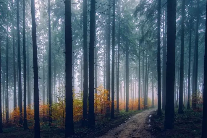 14 Tips For Awesome Forest Photography