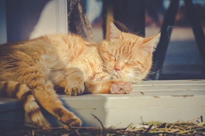11 Amazing Tips For Cat Lovers To Shoot Beautiful Cat Photography