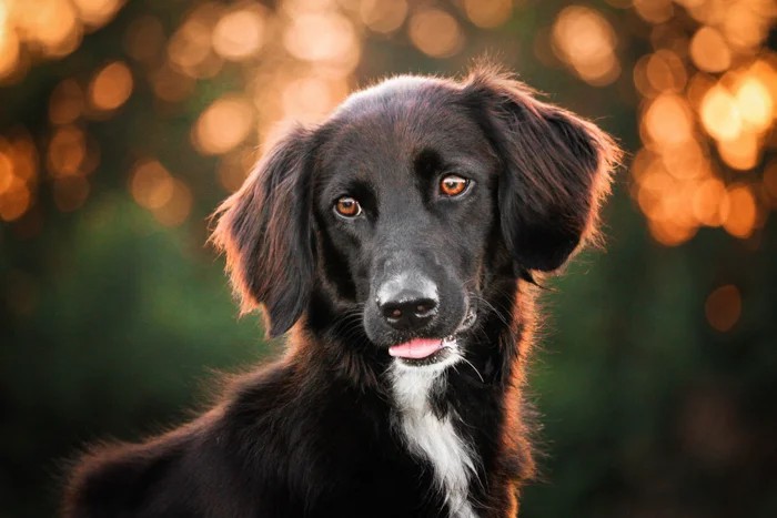 7 Wonderful Tips To Make Your Black Dog Photography More Effective