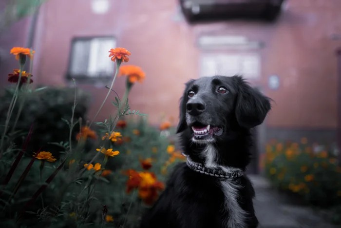 7 Wonderful Tips To Make Your Black Dog Photography More Effective