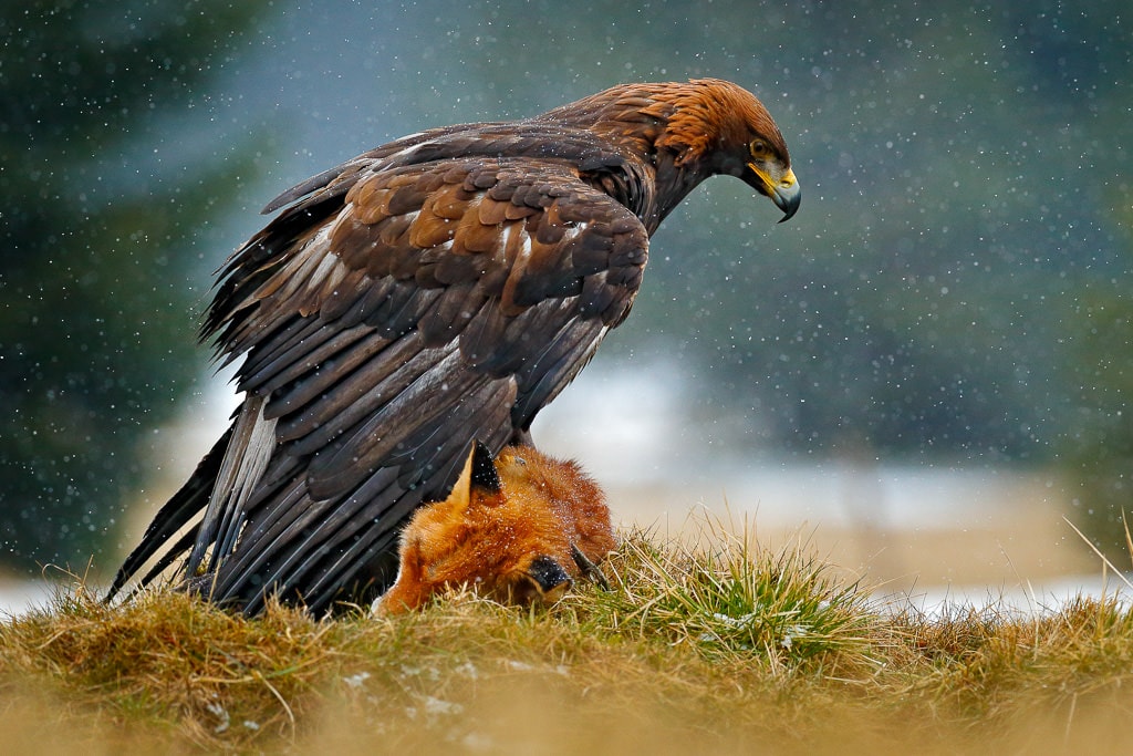 6 Awesome Wildlife Photography Tips For Consistently Amazing Wildlife Photos