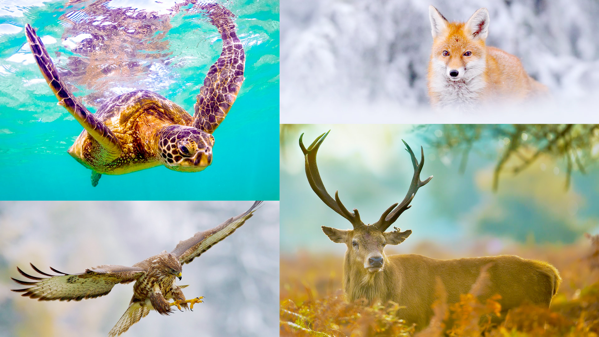 What Is Wildlife Photography, Why You Should Try Wildlife Photography & Primary Challenges Of Wildlife Photography
