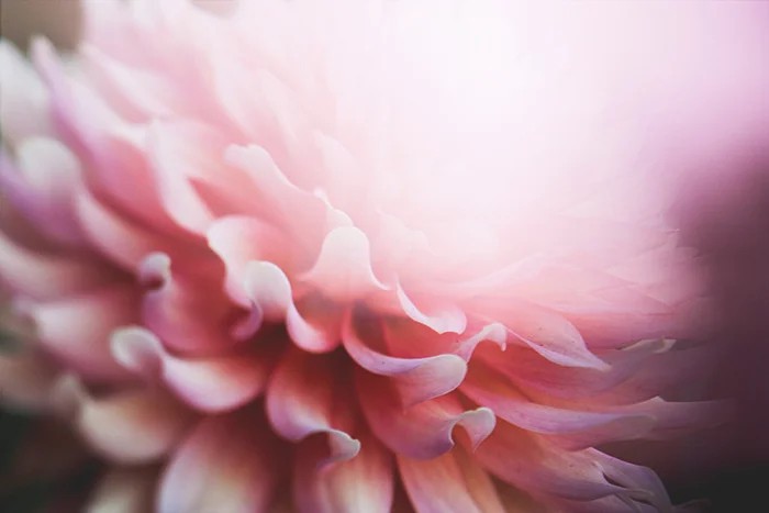 Abstract Flower Photography: Why Abstract Flower Photography Is So Popular And How It Will Help You To Improve Your Abstract Photography?
